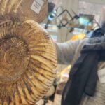 Hledání fosilií v Haguenau: Lov na poklady, který je stále obtížnější