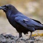 Indické vrány: Nejinteligentnější ptáci světa