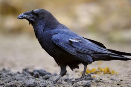 Indické vrány: Nejinteligentnější ptáci světa