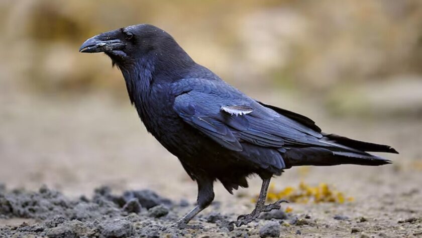 Indické vrány: Nejinteligentnější ptáci světa