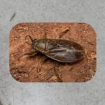 Invaze hmyzu v AMBA: Co to je a proč k tomu došlo