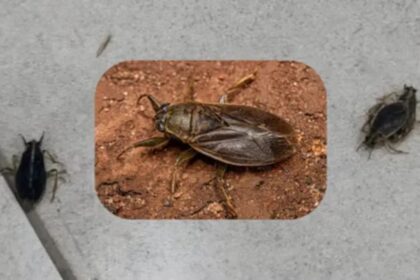 Invaze hmyzu v AMBA: Co to je a proč k tomu došlo