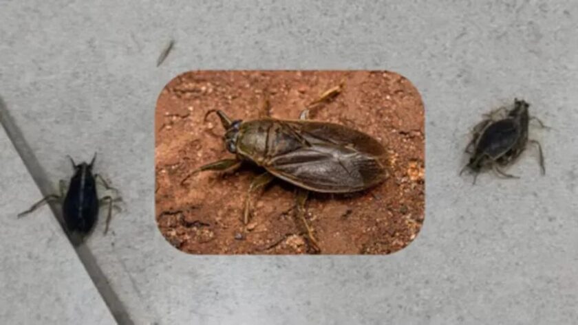 Invaze hmyzu v AMBA: Co to je a proč k tomu došlo