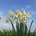 Král bažin a bláta: Výlet za květem narcisu, před nebo po deštích