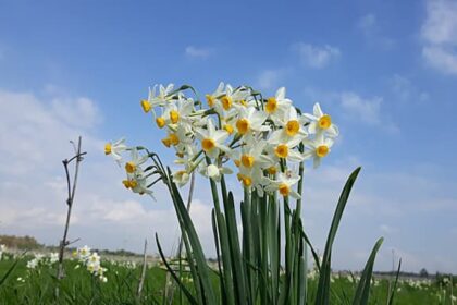 Král bažin a bláta: Výlet za květem narcisu, před nebo po deštích