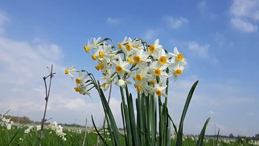 Král bažin a bláta: Výlet za květem narcisu, před nebo po deštích