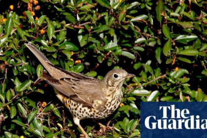 Merlin: Revoluční Aplikace pro Pozorování Ptáků