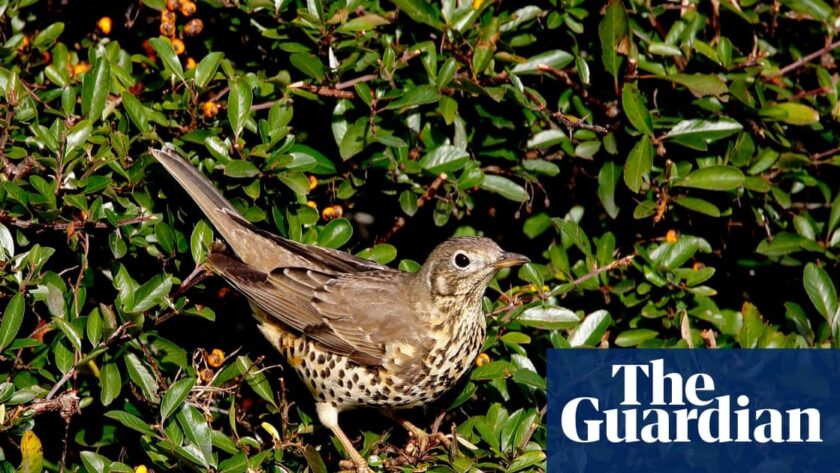 Merlin: Revoluční Aplikace pro Pozorování Ptáků