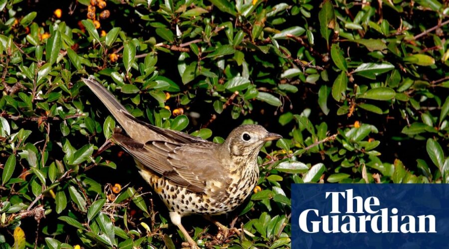 Merlin: Revoluční Aplikace pro Pozorování Ptáků