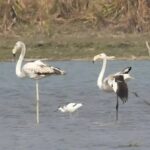 Narouri mokřady v Bulandsharu ožívají s příletem stěhovavých ptáků