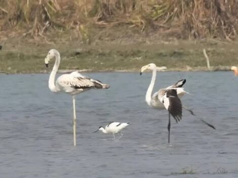 Narouri mokřady v Bulandsharu ožívají s příletem stěhovavých ptáků
