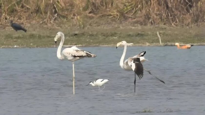 Narouri mokřady v Bulandsharu ožívají s příletem stěhovavých ptáků