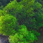 Nejjedovatější strom na světě: Manchineel