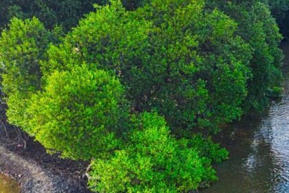 Nejjedovatější strom na světě: Manchineel