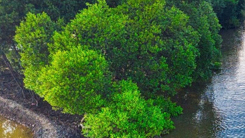 Nejjedovatější strom na světě: Manchineel