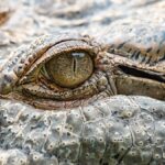 Nejlepší kousnutí v říši zvířat: Hlava s největší silou