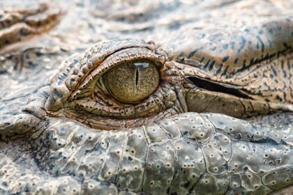 Nejlepší kousnutí v říši zvířat: Hlava s největší silou