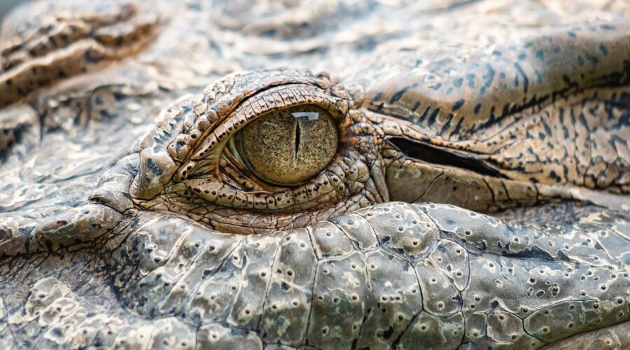 Nejlepší kousnutí v říši zvířat: Hlava s největší silou