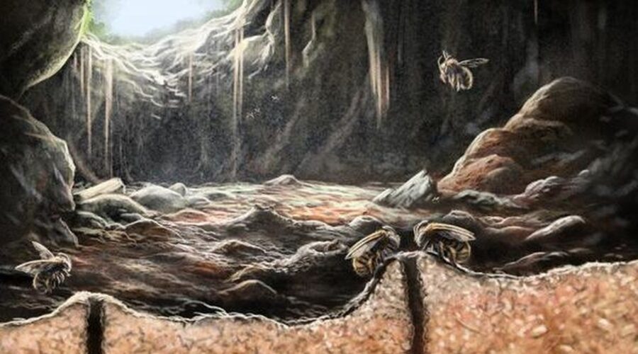 Neobvyklá historie starobylých včel v jeskyni na Hispaniole