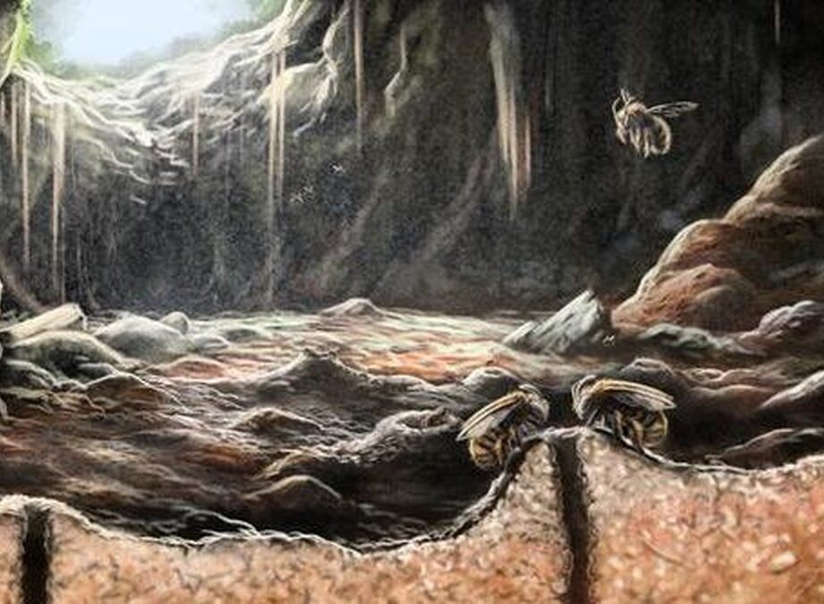 Neobvyklá historie starobylých včel v jeskyni na Hispaniole
