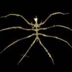 Nové hlubinné druhy objevené během těžby na dně oceánu