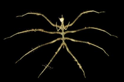 Nové hlubinné druhy objevené během těžby na dně oceánu