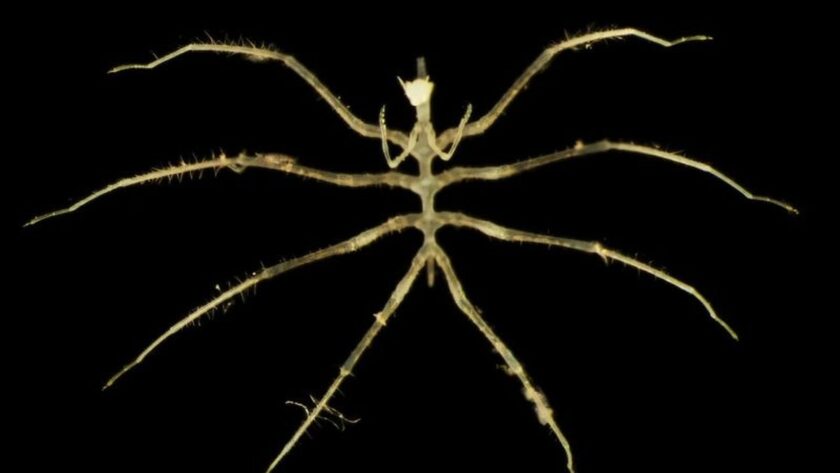 Nové hlubinné druhy objevené během těžby na dně oceánu