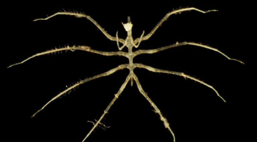 Nové hlubinné druhy objevené během těžby na dně oceánu