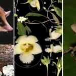 Nové objevy biodiverzity v Peru během roku 2025