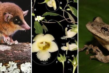 Nové objevy biodiverzity v Peru během roku 2025