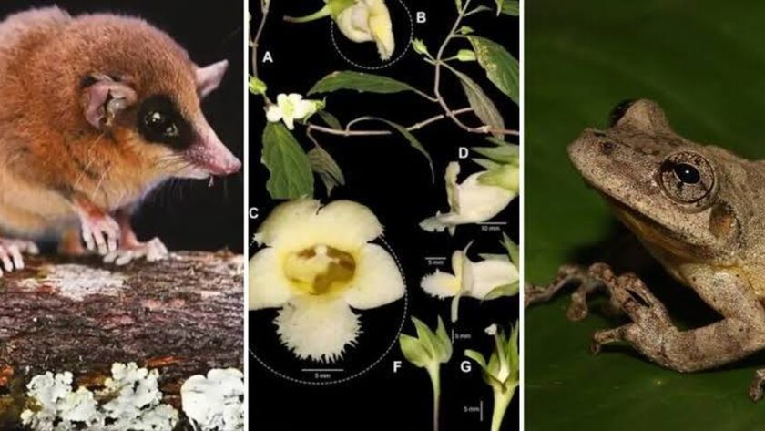 Nové objevy biodiverzity v Peru během roku 2025