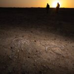 Objev kosterního ležiště mořských kraviček v Kataru