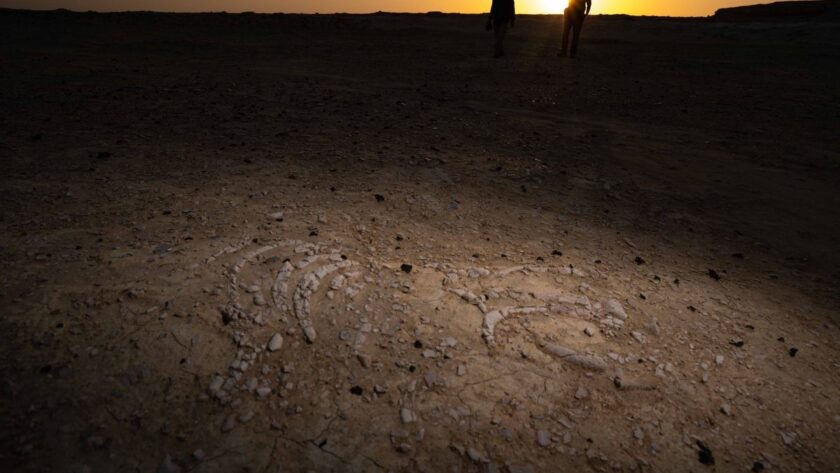 Objev kosterního ležiště mořských kraviček v Kataru