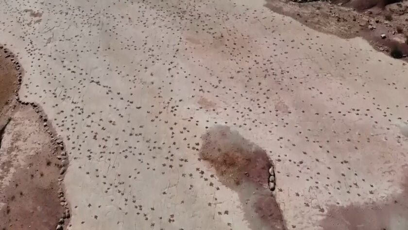 Objev na Bolívii: Největší naleziště dinosauřích stop