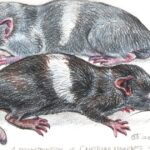 Objev nového druhu hmyzu v Indii: Historie a současnost