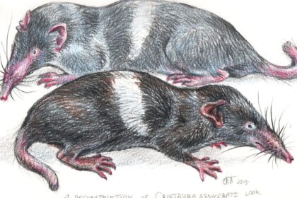 Objev nového druhu hmyzu v Indii: Historie a současnost