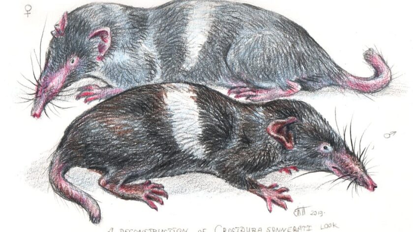 Objev nového druhu hmyzu v Indii: Historie a současnost