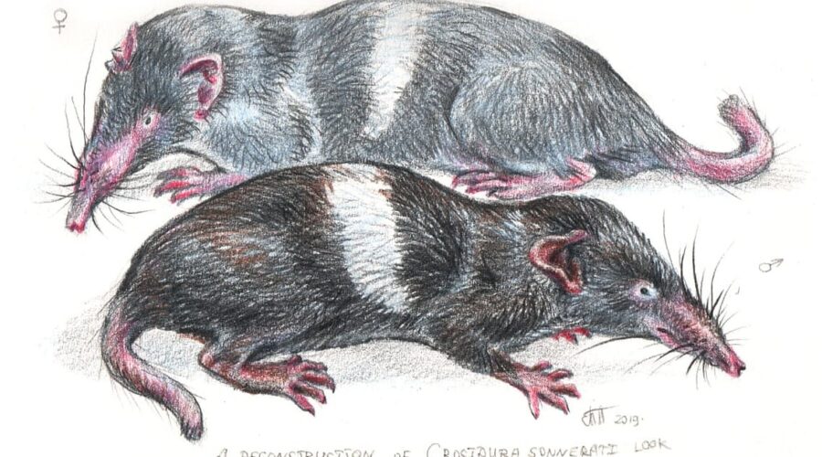 Objev nového druhu hmyzu v Indii: Historie a současnost