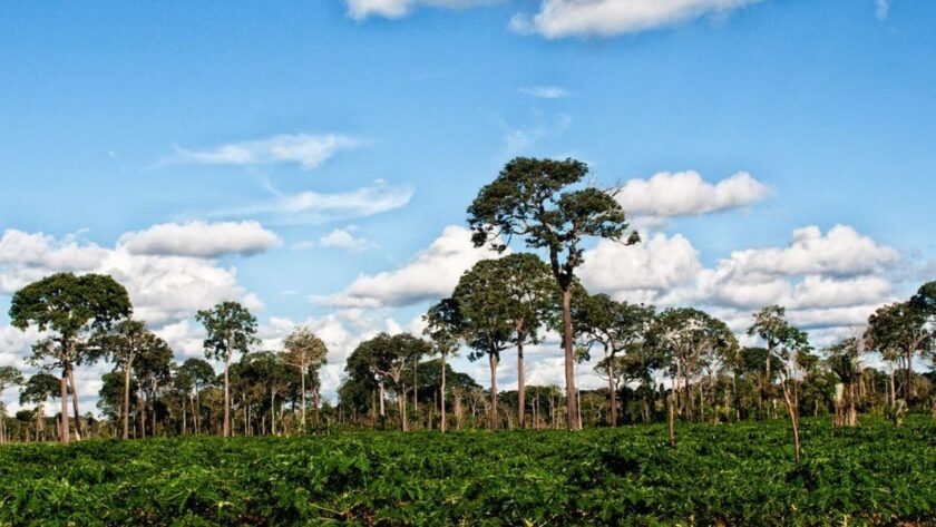 Obří strom v srdci Latinské Ameriky