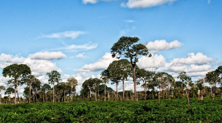 Obří strom v srdci Latinské Ameriky