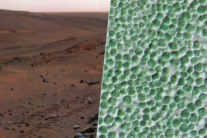 Obsession pour Mars: Comment des bactéries peuvent transformer le régolithe en béton