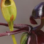 Ochrana domorodých orchidejí v Jižní Austrálii
