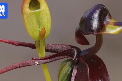 Ochrana domorodých orchidejí v Jižní Austrálii