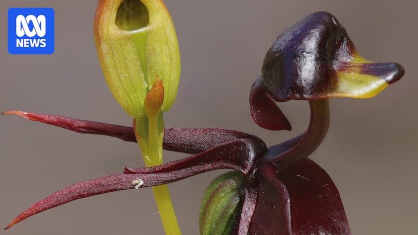 Ochrana domorodých orchidejí v Jižní Austrálii