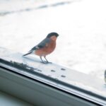 O netradičném fenoménu v českých zahradách