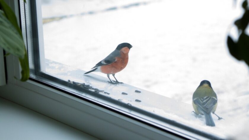 O netradičném fenoménu v českých zahradách