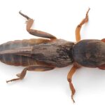 Pěstitelé a jejich spojenci: Tajemství hmyzu zvaného pillaipūchi