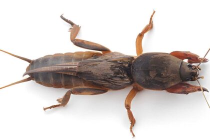 Pěstitelé a jejich spojenci: Tajemství hmyzu zvaného pillaipūchi