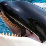 Pokrok v Monitorování Orc v Gibraltarském průlivu