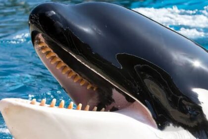 Pokrok v Monitorování Orc v Gibraltarském průlivu